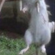 Illustration for article titled Photo Proof: Giant rat slain in Brooklyn, New York